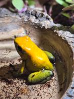 Phyllobates bicolor geel kweekgroep, Amfibie, 3 tot 6 jaar