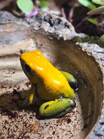 Phyllobates bicolor geel kweekgroep beschikbaar voor biedingen