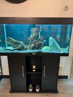 Aquarium, Dieren en Toebehoren, Ophalen of Verzenden, Zo goed als nieuw, Gevuld zoetwateraquarium