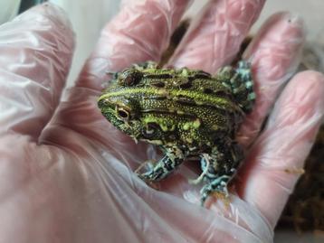 Pyxicephalus adspersus - afrikaanse stierkikker beschikbaar voor biedingen