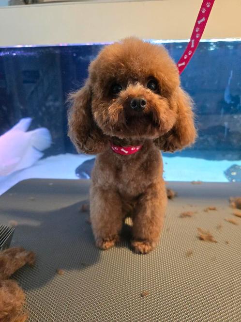 trimsalon rowena, Diensten en Vakmensen, Dieren | Honden | Verzorging, Oppas en Les, Trimmen of Verzorging