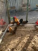 Prachtige Hollandse krielen, Meerdere dieren, Kip