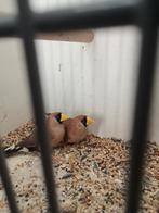 Koppel masker amedine, Dieren en Toebehoren, Meerdere dieren