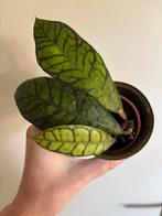 Hoya Callistophylla - Geworteld, Huis en Inrichting, Kamerplanten, Overige soorten, In pot, Minder dan 100 cm, Groene kamerplant
