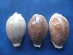 Schelpen: Cypraea camelopardalis Perry f++f+++ 40-41mm, Verzamelen, Mineralen en Fossielen, Verzenden, Schelp(en)