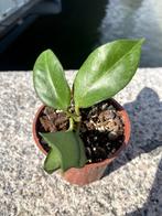 Hoya ‘Sunrise’, Ophalen, Overige soorten, Halfschaduw, Minder dan 100 cm