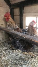 Bielerfelderkriel hen, Dieren en Toebehoren, Vrouwelijk, Kip