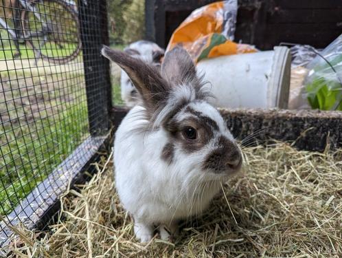 Dwergkonijn mix | Kleine Lotharinger (M), Dieren en Toebehoren, Konijnen, Klein, Mannelijk, 3 tot 5 jaar