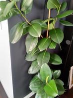 Ficus Elastica Robusta, Huis en Inrichting, Kamerplanten, Ophalen, Ficus, 100 tot 150 cm, Halfschaduw