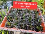 Ophiopogon planiscapus 'Niger' Zwart gras, Slangenbaard,, Tuin en Terras, Planten | Tuinplanten, Ophalen, Volle zon, Vaste plant