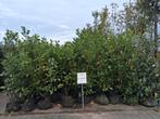 Laurier ACTIE! prunus laurocerasus caucasica en rotundifolia, Ophalen of Verzenden, Laurier, Struik, 100 tot 250 cm