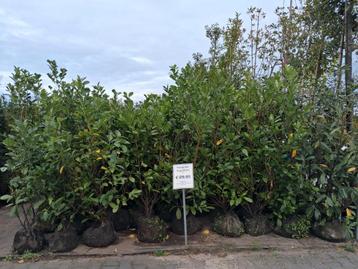 Laurier ACTIE! prunus laurocerasus caucasica en rotundifolia beschikbaar voor biedingen