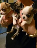 Prachtige raszuivere chihuahua pups!!!, Dieren en Toebehoren, Honden | Chihuahua's en Gezelschapshonden, CDV (hondenziekte), 8 tot 15 weken