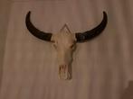 Buffel schedel, Ophalen, Zo goed als nieuw, Schedel