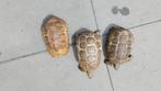 Gezocht Kinixy Belliana nogueyi man eventueel te ruil, Dieren en Toebehoren, Reptielen en Amfibieën, Schildpad, 3 tot 6 jaar