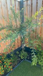 Salix integra boompje., Tuin en Terras, Planten | Bomen, Ophalen, Zomer, Volle zon, Overige soorten