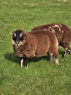 Dassenkop dekram, Dieren en Toebehoren, Mannelijk, Schaap