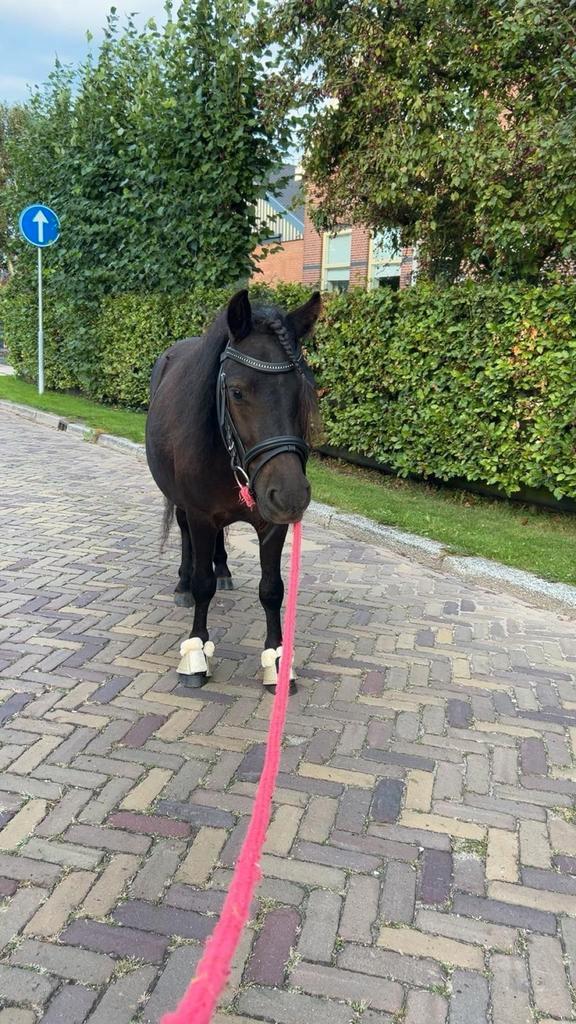 Verzorger gezocht, Dieren en Toebehoren, Paarden en Pony's | Overige Paardenspullen, Ophalen of Verzenden