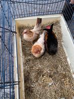 Serama kriel 2025, Dieren en Toebehoren, Meerdere dieren, Kip