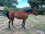 Te koop: 3 jarige d pony, Dieren en Toebehoren, Merrie, Springpony, Zadelmak, 3 tot 6 jaar