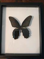 Vlinder in lijst, Ophalen of Verzenden, Zo goed als nieuw, Insect, Opgezet dier