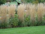 Siergrassen, agapanthussen en vaste planten op ruime kwekeri, Ophalen, Vaste plant, Siergrassen
