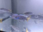 Malawi pseudotropheus, Dieren en Toebehoren, Vissen | Aquariumvissen, Vis