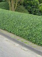 **ACTIE** Ligustrum vulgare, Liguster inheems bladverliezend, Ophalen of Verzenden, Liguster, Struik, Minder dan 100 cm