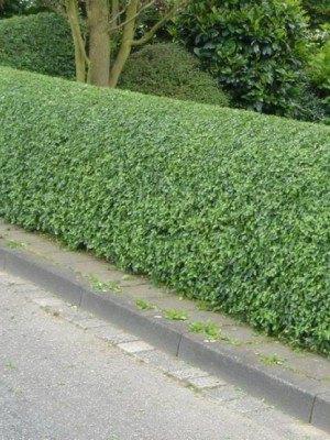 **ACTIE** Ligustrum vulgare, Liguster inheems bladverliezend, Tuin en Terras, Planten | Struiken en Hagen, Struik, Liguster, Minder dan 100 cm