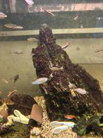 Melanotaenia praecox, Dieren en Toebehoren, Vissen | Aquariumvissen, Vis, Zoetwatervis, Schoolvis