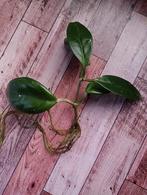 Hoya carnosa gewortelde stekken, Huis en Inrichting, Kamerplanten, Ophalen, Halfschaduw, Minder dan 100 cm