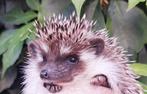 Algerian Hedgehog/Algerijnse Egel/Egel/Witbuikegel, Dieren en Toebehoren, Juni, Mannelijk