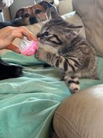 Mooie britse korthaar x savannah kittens, Dieren en Toebehoren, Meerdere dieren, Ontwormd