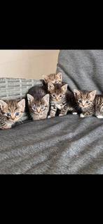Britse korthaar kittens, Dieren en Toebehoren, Katten en Kittens | Dekkaters