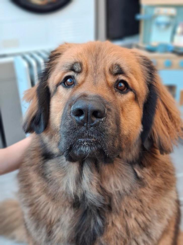 Dekreu Leonberger - New Foundlander, Dieren en Toebehoren, Honden | Dekreuen, Reu, Particulier, Eén hond, Nederland, 1 tot 2 jaar