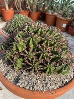 Euphorbia Aggregata Oorsprong Zuid Afrika in de30 cm schaal, Minder dan 100 cm, Bloeiende kamerplant, Halfschaduw, Ophalen of Verzenden