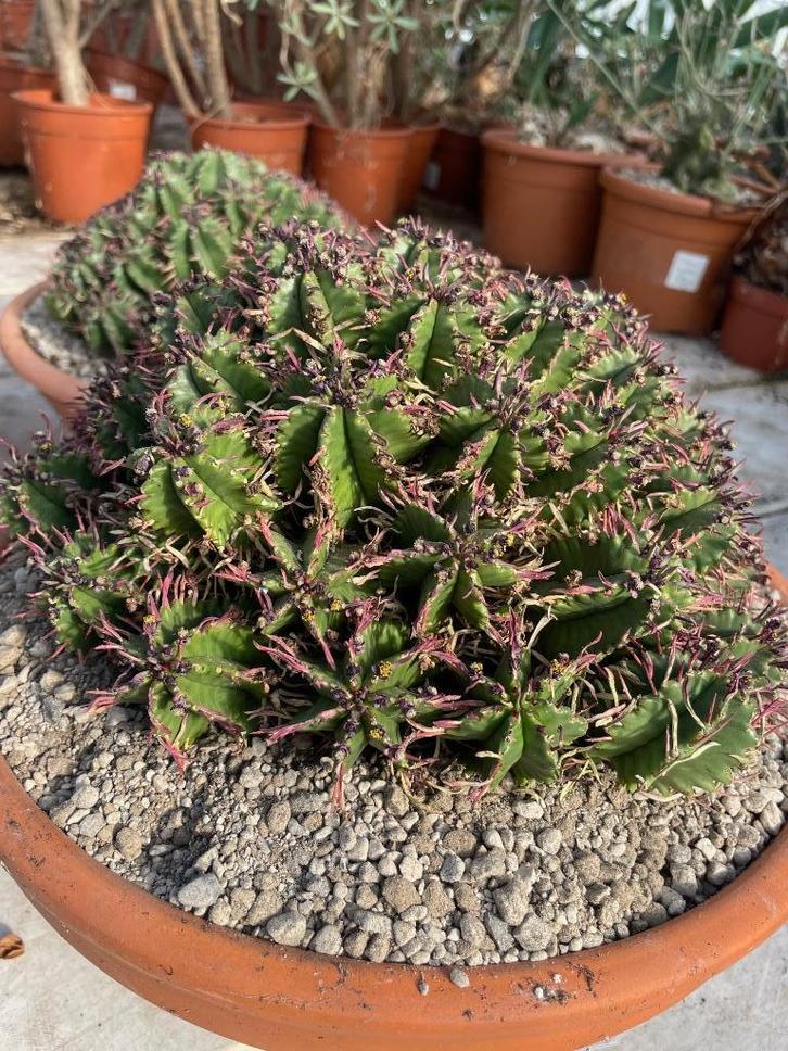 Euphorbia Aggregata Oorsprong Zuid Afrika in de30 cm schaal, Huis en Inrichting, Kamerplanten, Cactus, Minder dan 100 cm, Bloeiende kamerplant