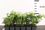 hedera klimop Toscaanse jasmijn-Trachelospermum Jasminoides, Ophalen of Verzenden, Zomer, Klimplanten, Halfschaduw