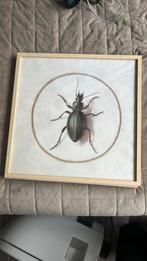 Schilderij insect, Huis en Inrichting, Woonaccessoires | Lijsten, Ophalen of Verzenden, Zo goed als nieuw, Hout