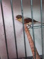 Prachtige harlekijn man 2024, Dieren en Toebehoren, Vogels | Kanaries, Mannelijk, Kleurkanarie