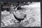 Fazant in het Noordhollands Duinreservaat, 1960, Verzenden, 1960 tot 1980, Gelopen, Vogel