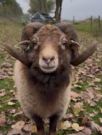 Ouessant ram te koop; 3,5 jaar oud, Dieren en Toebehoren, Schapen, Geiten en Varkens, Mannelijk, Schaap