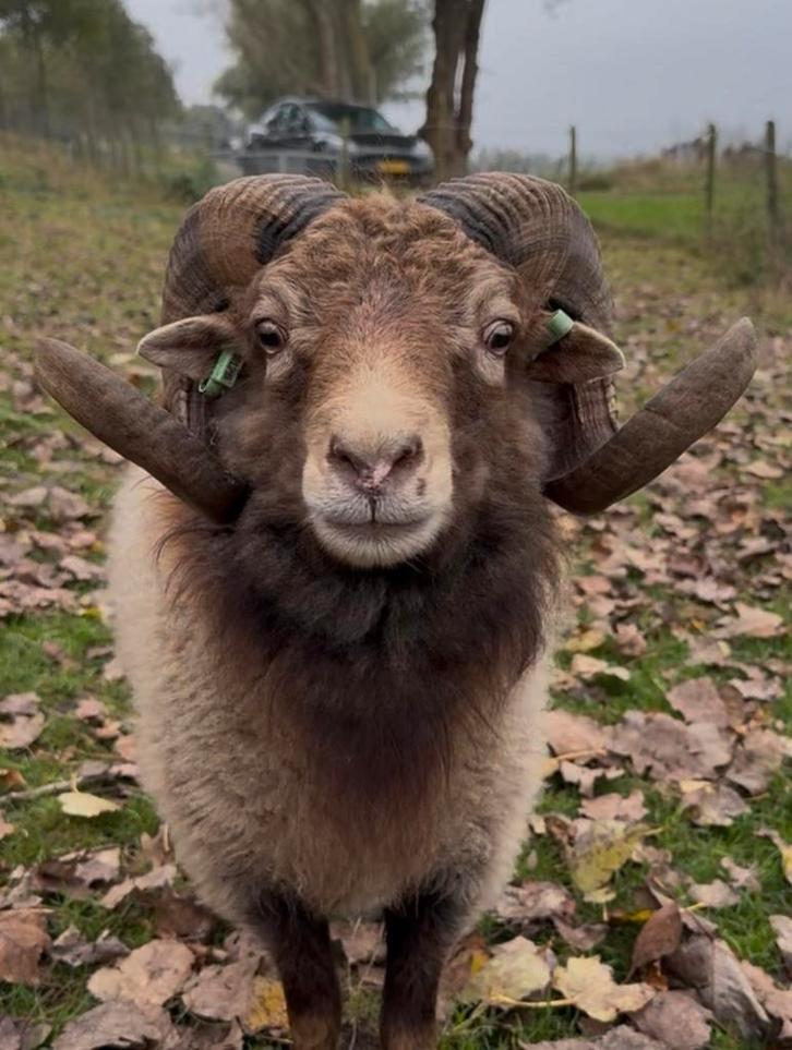 Ouessant ram te koop; 3,5 jaar oud, Dieren en Toebehoren, Schapen, Geiten en Varkens, Schaap, Mannelijk