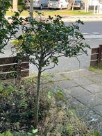 Hulst te koop, Tuin en Terras, Planten | Bomen, Ophalen, Halfschaduw, Overige soorten