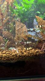 PBL PRL te koop, Kreeft, Krab of Garnaal