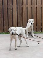 Samen te koop! Puppy - Turkse Akbas (herders) honden, Dieren en Toebehoren, 15 weken tot 1 jaar, Overige rassen, Rabiës (hondsdolheid)