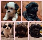 Ondeugende Boomer Pups ( Maltezer x Shih-Tzu ), Dieren en Toebehoren, CDV (hondenziekte), Meerdere, 8 tot 15 weken, Meerdere dieren