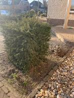 Taxus Struik - 90x90x110 cm, Ophalen, Bloeit niet, Halfschaduw, Overige soorten