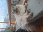 Lieve scotch fold zoekt huisje, Dieren en Toebehoren, Poes, Gechipt