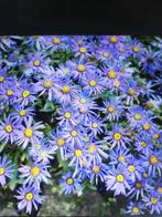 Herfstaster, Tuin en Terras, Planten | Tuinplanten, Ophalen, Herfst, Overige soorten